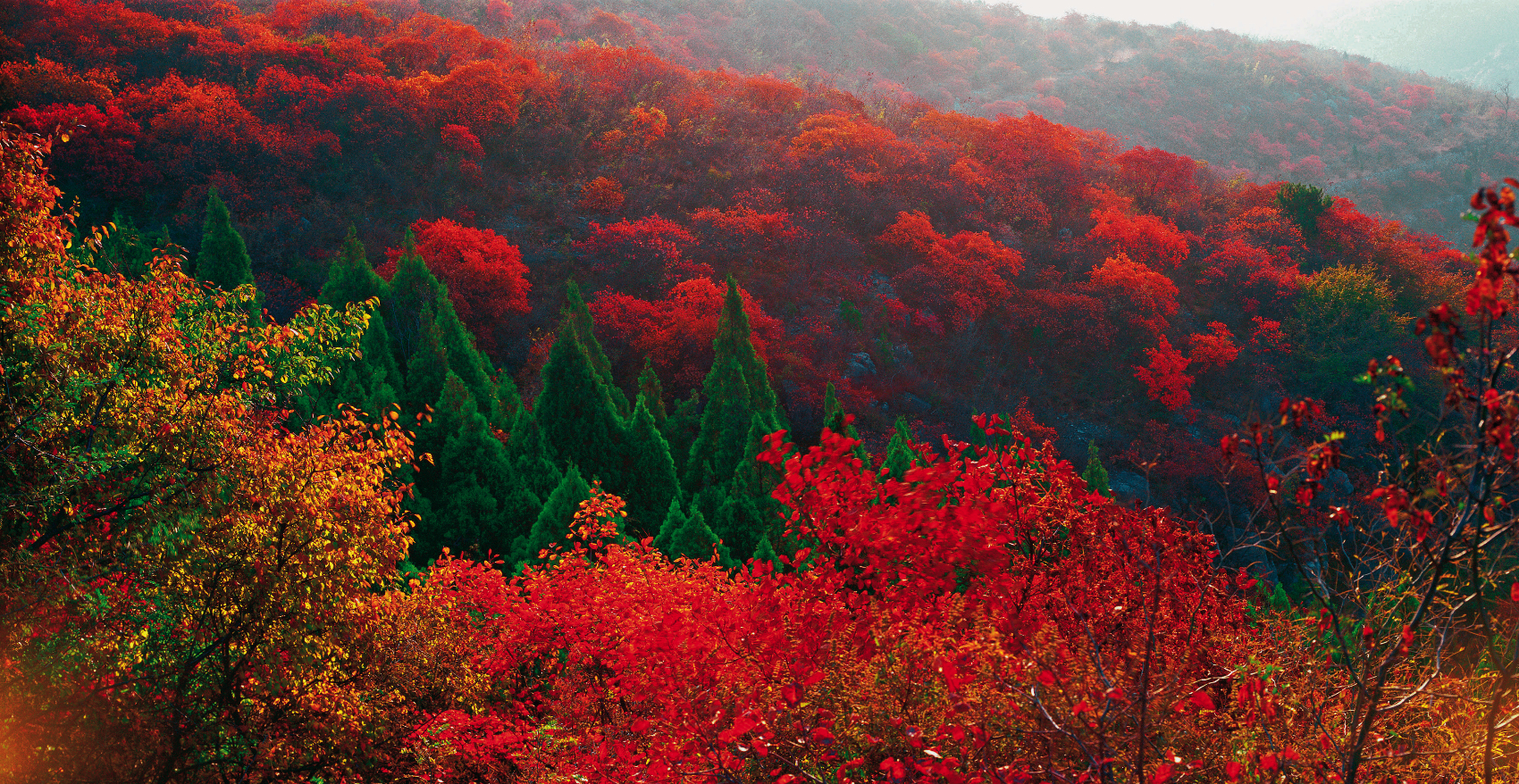 云臺(tái)山萬畝紅葉美不勝收