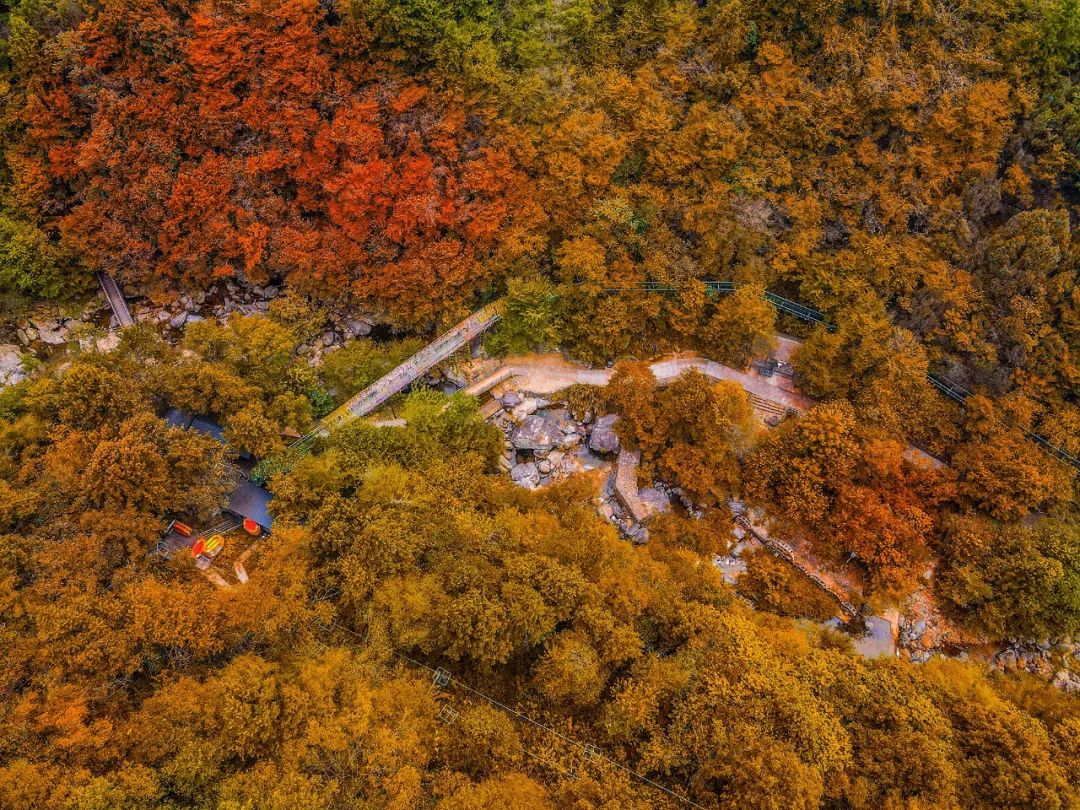 西九華山秋景醉人——紅葉碧竹映射“醉美”深秋！