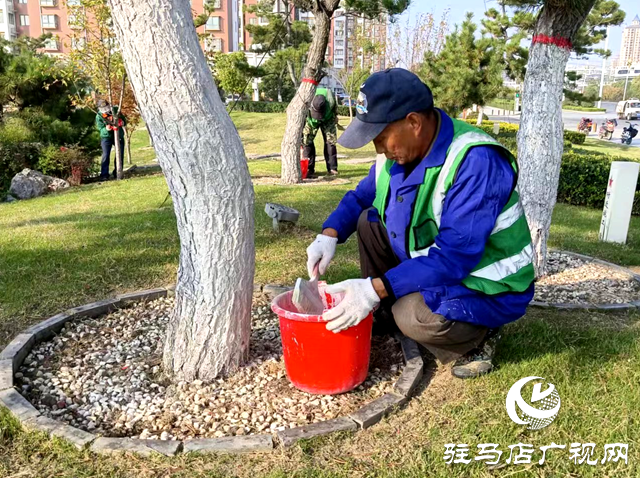 綠化養(yǎng)護靚風景 樹木涂白換新裝