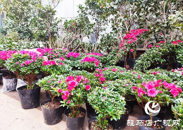 新春走基層丨 駐馬店：花卉市場年味濃 姹紫嫣紅迎新年