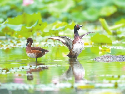 天高展翅任鳥飛 此地安家日月長