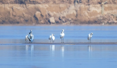 天高展翅任鳥飛 此地安家日月長