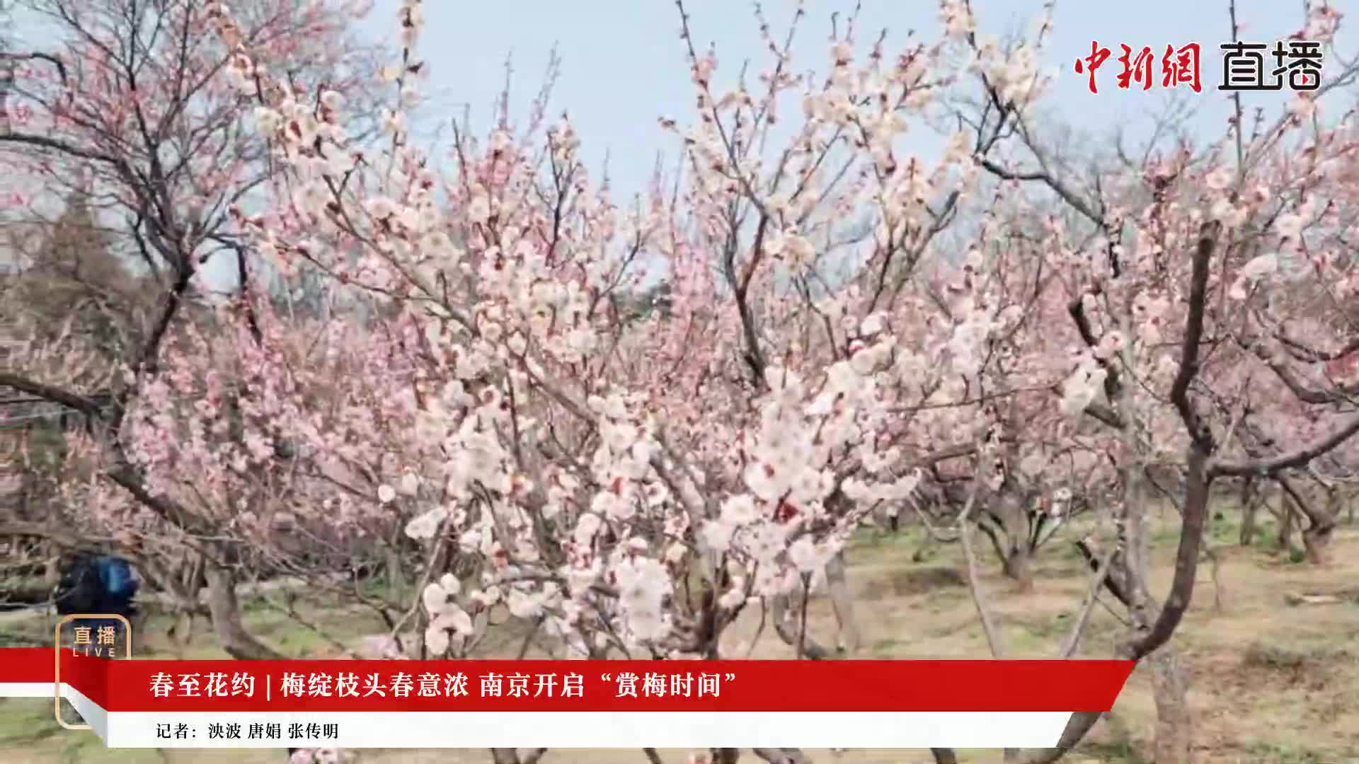 春至花約 | 梅綻枝頭春意濃 南京開啟“賞梅時間”