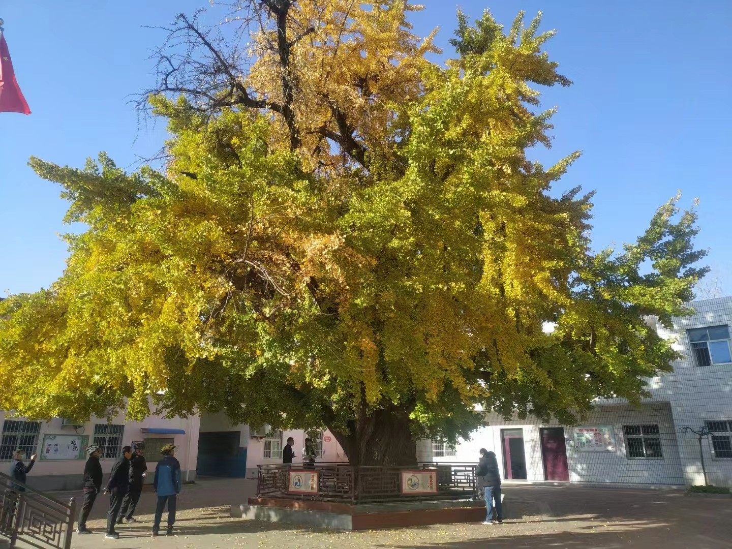 植樹節(jié)丨守護從歷史中走來的綠蔭 河南“樹醫(yī)”助力古樹名木“延壽回春”