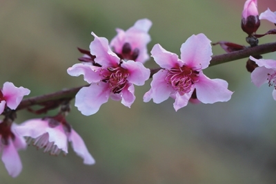 春風(fēng)有信花有約 2023年鄭州春季花展匯總