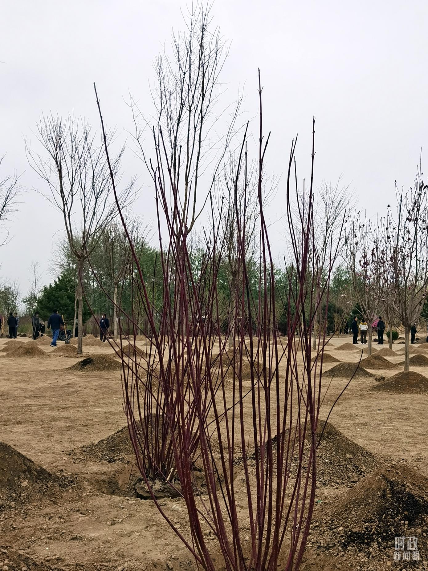 時政新聞眼丨在今年首都義務植樹現(xiàn)場，習近平這三句話飽含深意