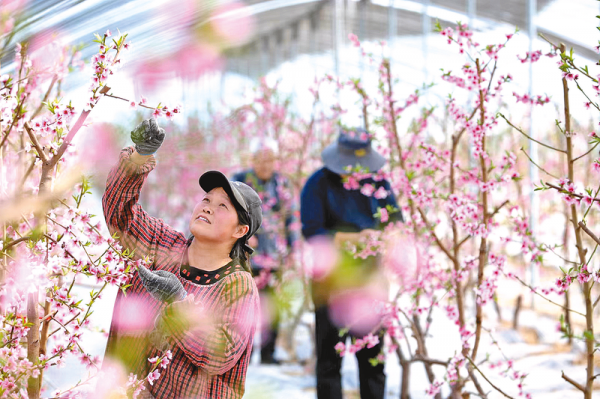 大棚春意濃開出致富花