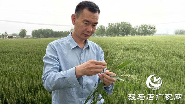 駐馬店市農(nóng)技植保站開展小麥“一噴三防”促豐收活動(dòng)