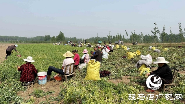 河南泌陽：種植豌豆擴(kuò)寬致富路