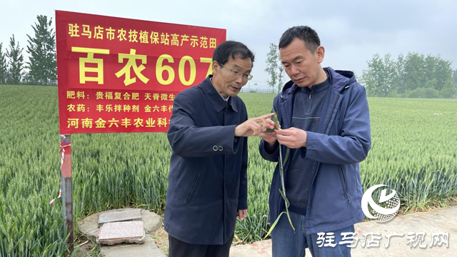 農(nóng)機(jī)專家提醒：小麥赤霉病防治刻不容緩  雨后二次施藥十分必要