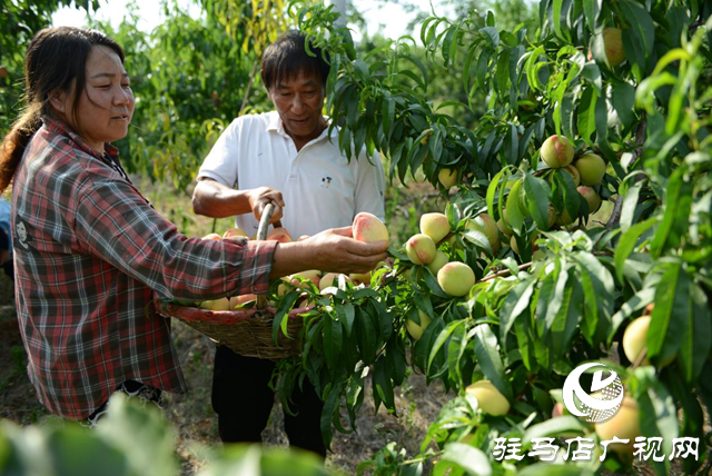 泌陽縣： “蹚出”鄉(xiāng)村集體經(jīng)濟(jì)發(fā)展新路子