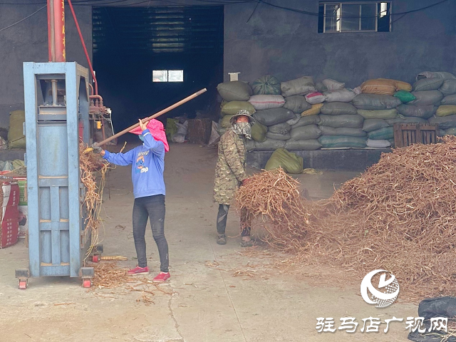 泌陽(yáng)縣：草藥種植結(jié)出“甜蜜生活”