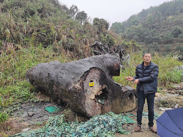 百余株古樹被“下毒”警方出擊守護(hù)古樹綠意永存