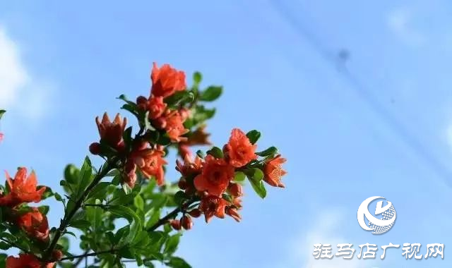 六月的泌陽(yáng)，美出圈了！