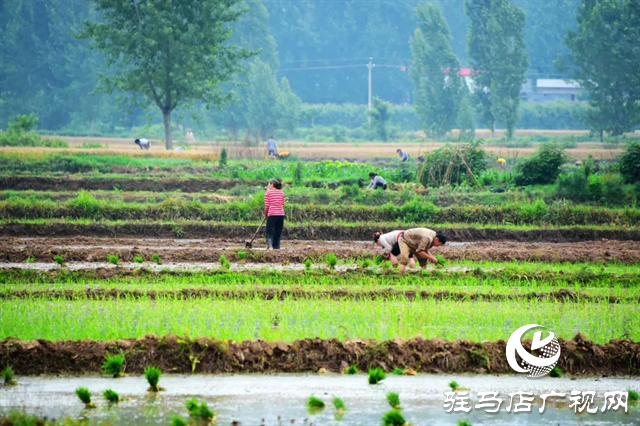 六月的泌陽(yáng)，美出圈了！