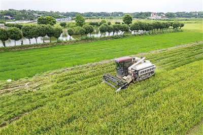 夏管關(guān)鍵期 農(nóng)田繪“豐”景——多地農(nóng)業(yè)生產(chǎn)一線掃描