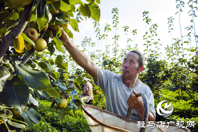 正陽(yáng)縣：梨香壓滿(mǎn)枝 豐收采摘忙