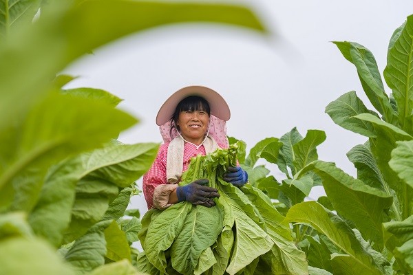 中原“豐”味丨河南各地秋收?qǐng)D景搶“鮮”上市！這些成語(yǔ)藏在其中