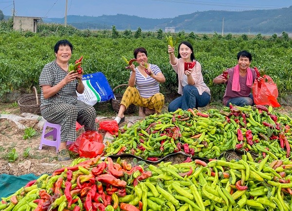 中原“豐”味丨河南各地秋收?qǐng)D景搶“鮮”上市！這些成語(yǔ)藏在其中