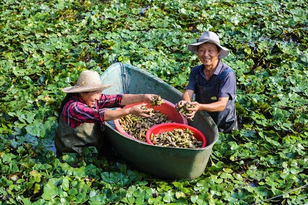 中原“豐”味丨河南各地秋收?qǐng)D景搶“鮮”上市！這些成語(yǔ)藏在其中