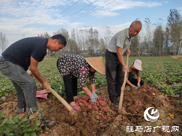 泌陽縣：紅薯種植帶來助農(nóng)增收“新”薯光