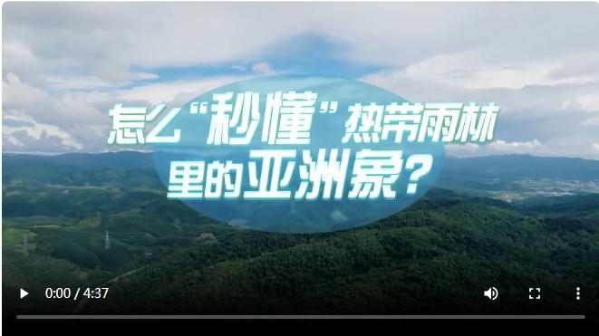 中國式現(xiàn)代化·青年的回答丨怎么“秒懂”熱帶雨林里的亞洲象？