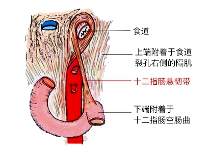 就想嘗嘗啥味兒!駐馬店9歲男孩連吃5枚 腸子竟穿了4個洞