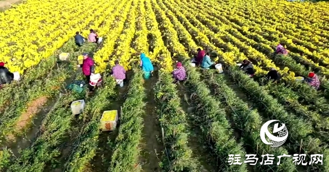 驛城區(qū)諸市鎮(zhèn)魏莊村：“天邊花海田園綜合體”項(xiàng)目助力鄉(xiāng)村振興