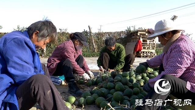 小瓜蔞種出鄉(xiāng)村振興“大產(chǎn)業(yè)”