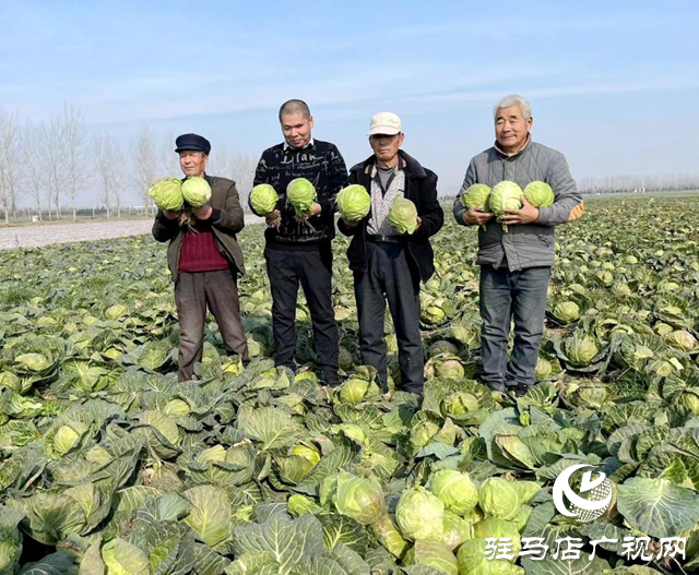 上蔡縣20畝甘藍喜獲豐收 需要快來訂購