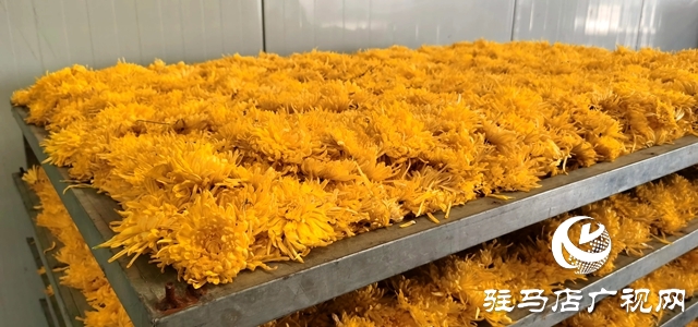 泌陽縣：特色種植的“金絲皇菊”功效多多