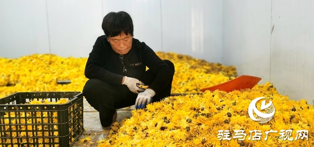 泌陽縣：特色種植的“金絲皇菊”功效多多