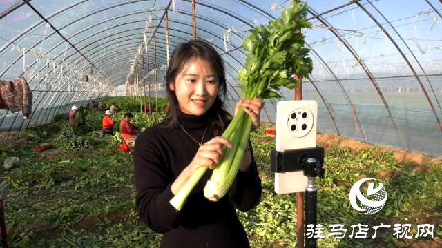 上蔡融媒樂助：芹菜每斤3角錢，量大從優(yōu)!