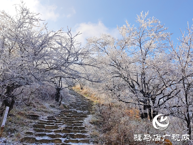 【組圖】駐馬店金頂山：漫山玉樹(shù)瓊枝如夢(mèng)如畫(huà)