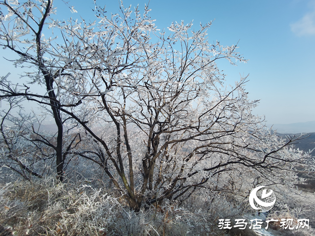 【組圖】駐馬店金頂山：漫山玉樹(shù)瓊枝如夢(mèng)如畫(huà)