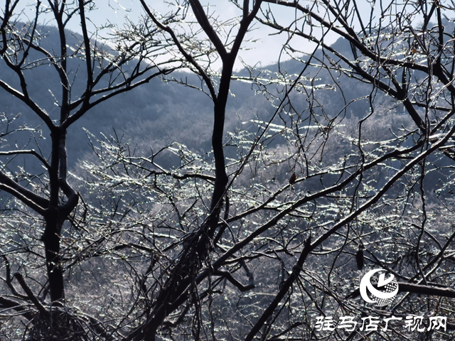 【組圖】駐馬店金頂山：漫山玉樹(shù)瓊枝如夢(mèng)如畫(huà)