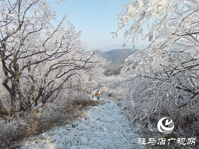 【組圖】駐馬店金頂山：漫山玉樹(shù)瓊枝如夢(mèng)如畫(huà)