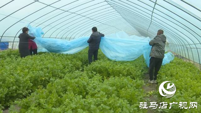 上蔡縣：護(hù)好“菜籃子” 防住“風(fēng)刀子”“雪墩子”