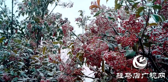 新蔡縣：“五湖四帶”披銀裝 雪中風(fēng)景美如畫