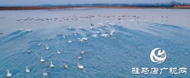 汝南宿鴨湖水鳥的天堂