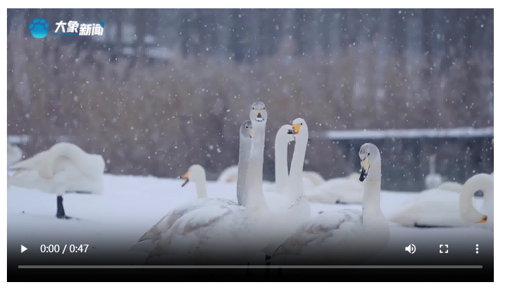 美麗河南·冬丨三門峽：數(shù)千只白天鵝雪中起舞成美景