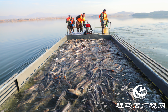 泌陽縣：魚躍人歡冬捕忙 喜迎新春好“豐”景