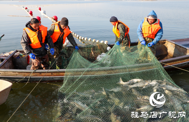 新春走基層||泌陽生態(tài)好魚滿倉 好運“鰱鰱”冬捕忙