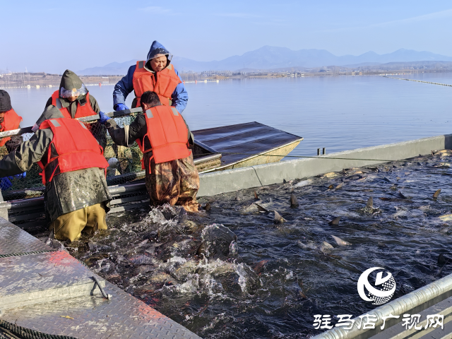 新春走基層||泌陽生態(tài)好魚滿倉 好運“鰱鰱”冬捕忙