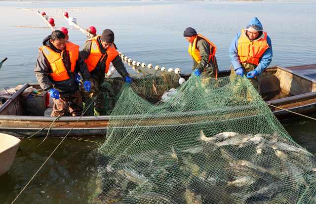 新春走基層||泌陽縣：宋家場水庫魚滿倉 好運(yùn)“鰱鰱”冬捕忙