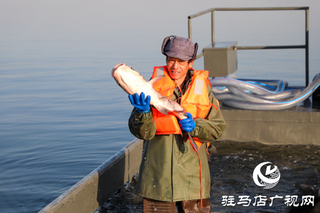 新春走基層||泌陽生態(tài)好魚滿倉 好運“鰱鰱”冬捕忙