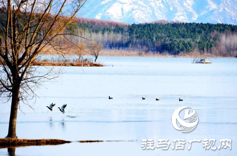 詩朗誦《銅山湖雪岸、玉樹、水鳥........絕美的一幅畫》