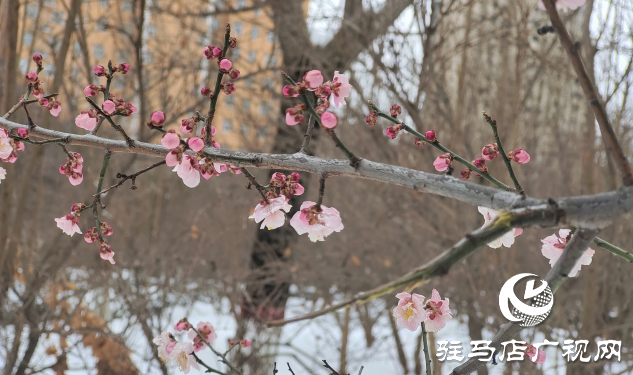 春雪中賞梅