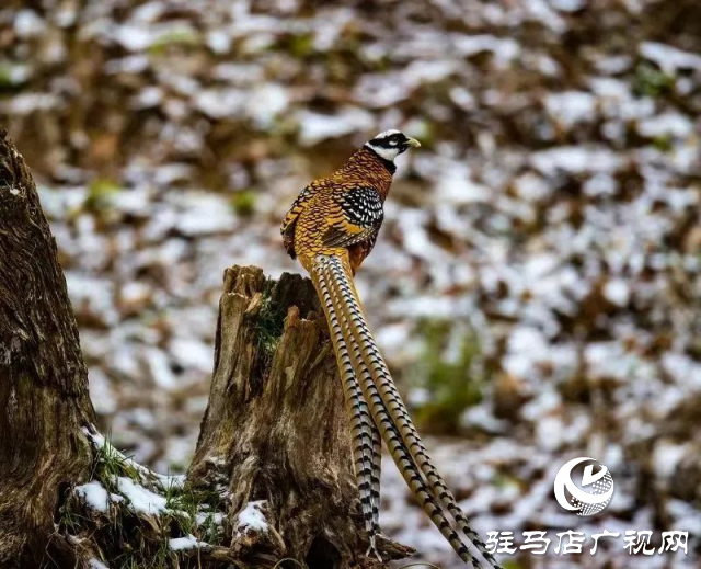 泌陽(yáng)銅山湖驚現(xiàn)雪中美麗的珍稀瀕危鳥(niǎo)類(lèi)白冠長(zhǎng)尾雉