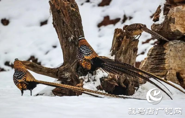 泌陽(yáng)銅山湖驚現(xiàn)雪中美麗的珍稀瀕危鳥(niǎo)類(lèi)白冠長(zhǎng)尾雉